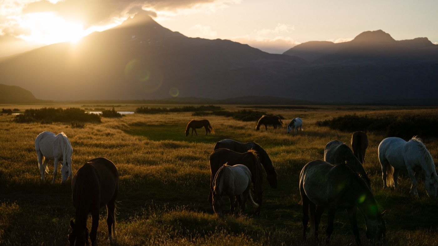 Wild horses grazing at golden hour, Patagonia