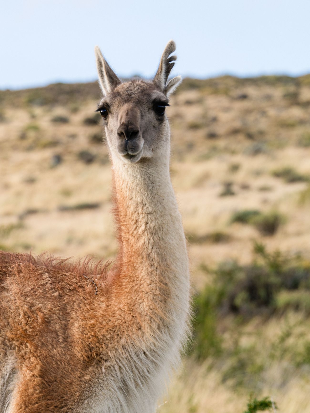 A guanaco on the Patagonian steppe