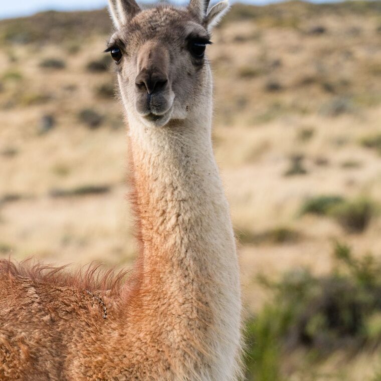 A guanaco standing sharply in focus while the grassland behind it melts into soft, creamy blur.