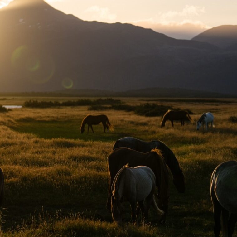 Wide view of horses grazing across a golden valley with mountains behind them at sunrise.