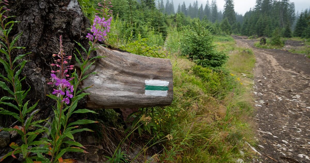 A trail marker painted on a cut log beside a mountain path, a small physical checkpoint proving the route is on course